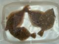 DSC05222.jpg