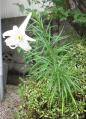 20120815TS3S0207.jpg