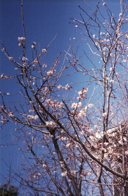 春の予感05a