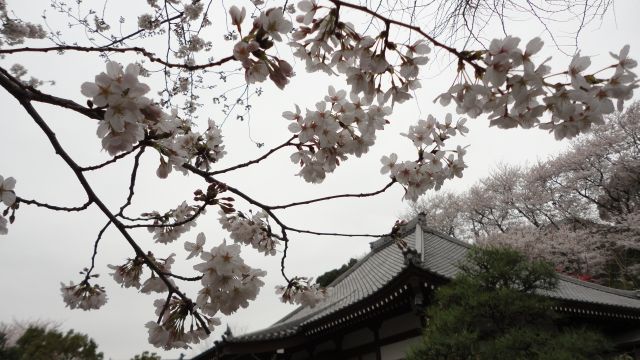 桜2013-01a