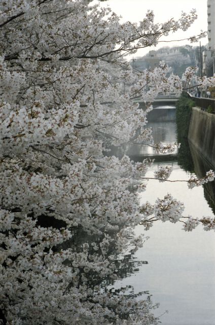 桜2013-02d