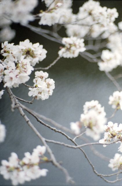 桜2013-02a