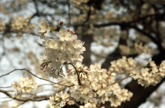 桜2013-03f