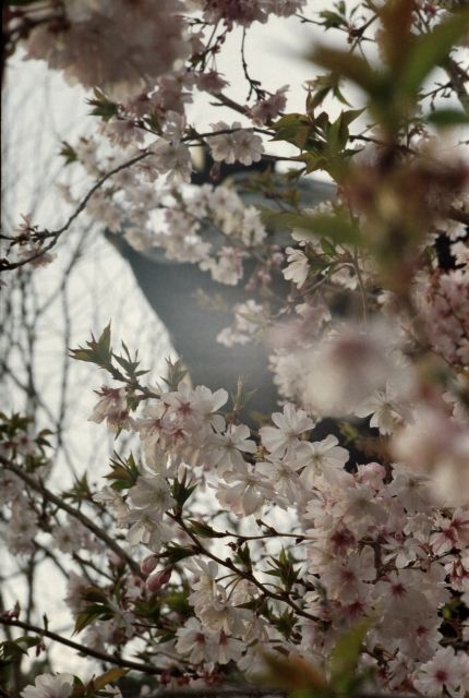 桜2013-03c
