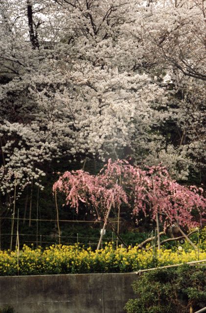 桜2013-03a