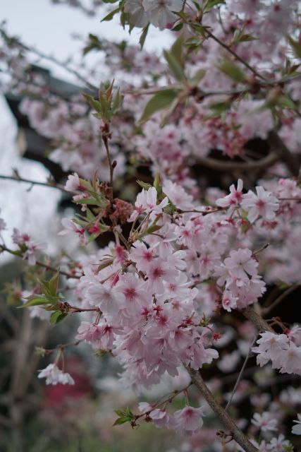 桜2013-04c