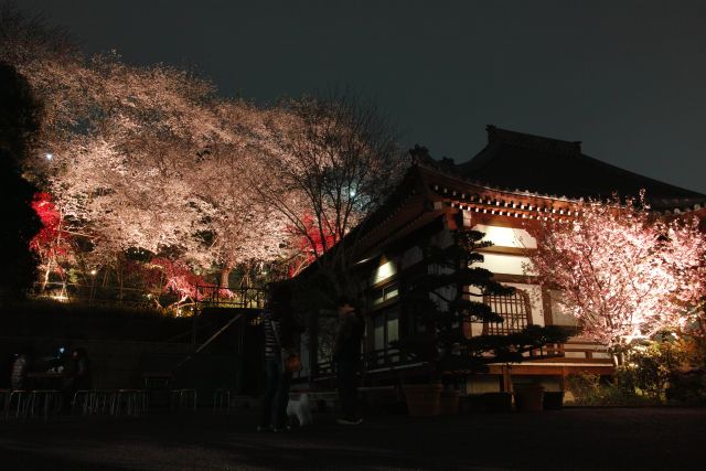 桜2013-05d