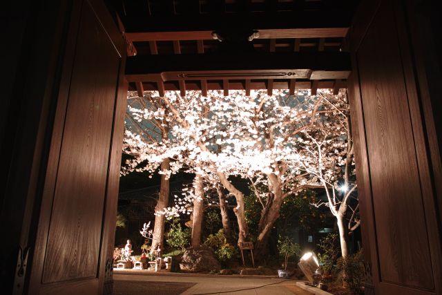 桜2013-05c