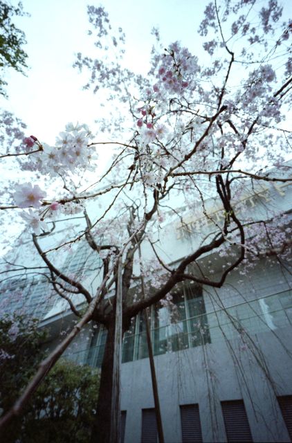 桜2013-06c