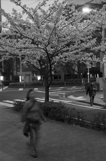 桜2013-08c