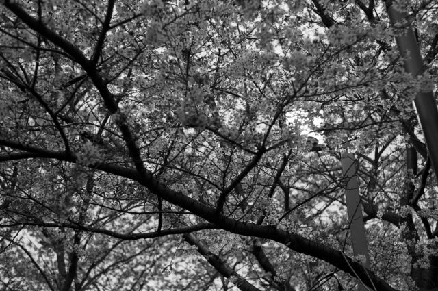桜2013-08b