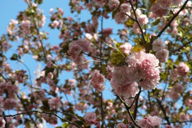 桜2013-10e