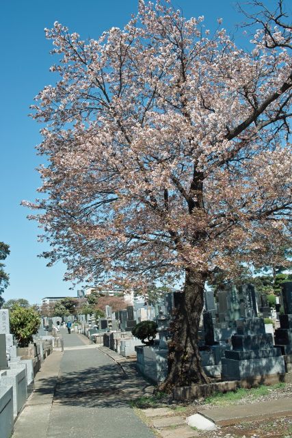 桜2013-10f