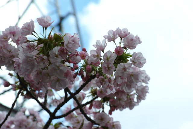桜2013-10b
