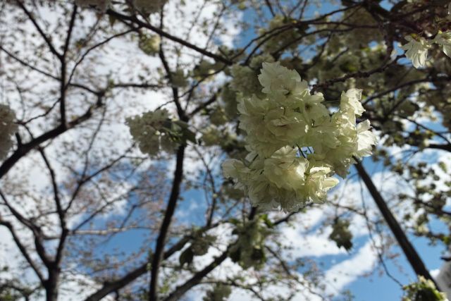 桜2013-10d