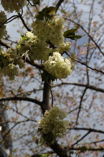 桜2013-10c