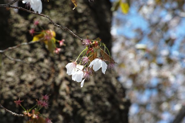 桜2013-10a