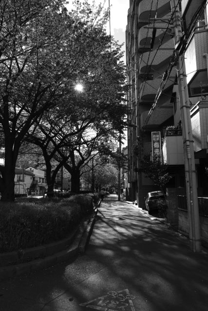 桜2013-11c