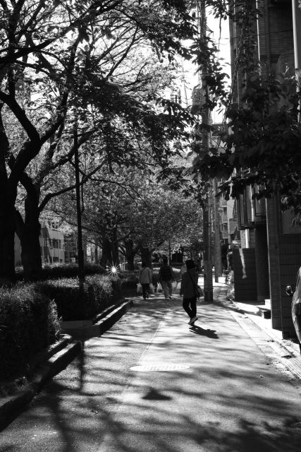 桜2013-11a