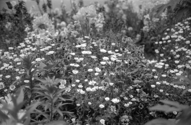 VitaminFlowers038a