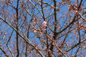 IMG_5086_convert_20130321181003.jpg