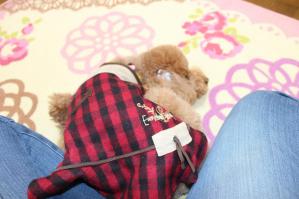 IMG_5190_convert_20130324231359.jpg