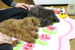 IMG_5222_convert_20130324231232.jpg