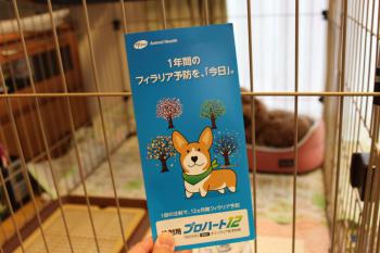 IMG_5230_convert_20130402121155.jpg