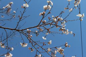 IMG_5234_convert_20130327111424.jpg