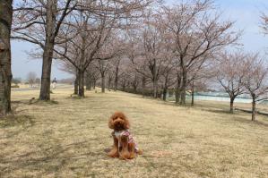 IMG_5249_convert_20130328204716.jpg
