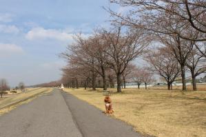 IMG_5251_convert_20130328204758.jpg