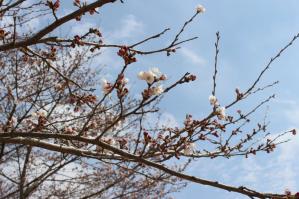 IMG_5252_convert_20130328204555.jpg