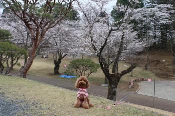 IMG_5259_convert_20130329194651.jpg