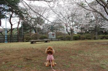 IMG_5265_convert_20130329194951.jpg