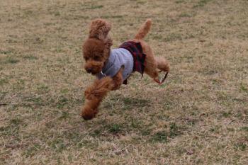 IMG_5297_convert_20130331163445.jpg