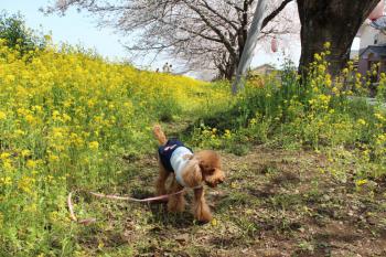 IMG_5341_convert_20130401182947.jpg