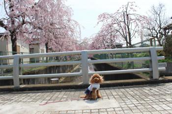 IMG_5366_convert_20130401183217.jpg