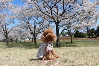 IMG_5403_convert_20130406133457.jpg