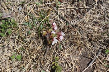 IMG_5444_convert_20130406133609.jpg