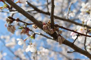 IMG_5483_convert_20130406134320.jpg