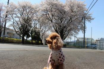 IMG_5498_convert_20130406134906.jpg