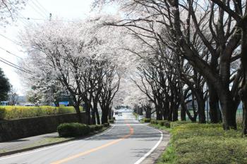 IMG_5511_convert_20130406134731.jpg