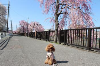 IMG_5530_convert_20130406135619.jpg
