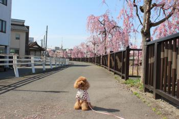 IMG_5535_convert_20130406135720.jpg