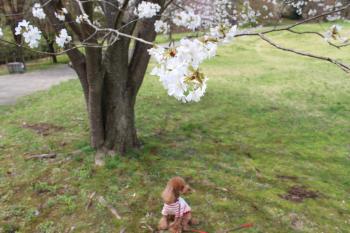 IMG_5555_convert_20130410131248.jpg