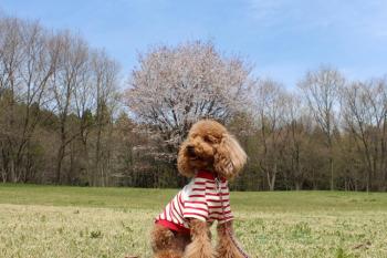 IMG_5565_convert_20130410131340.jpg