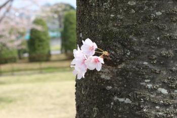 IMG_5577_convert_20130410131604.jpg