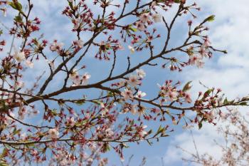IMG_5578_convert_20130410131633.jpg
