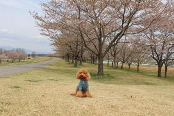 IMG_5579_convert_20130410131746.jpg