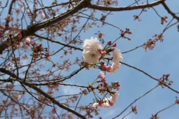 IMG_5597_convert_20130410131938.jpg